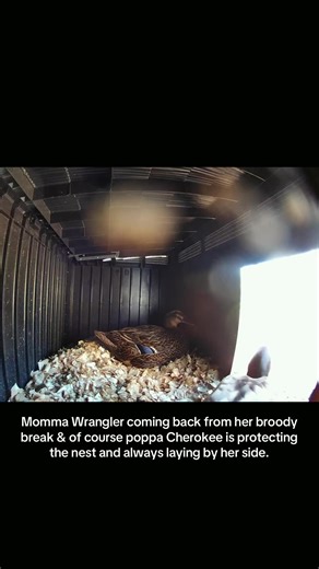 Momma Wrangler coming back from her broody break & of course poppa Cherokee is protecting the nest and always laying by her side. #nature #broody #nesting #duck #mallards