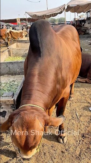 Most Dangerous Cow Reaction 😱