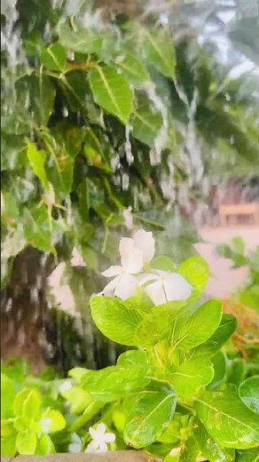 Peaceful Rain Sounds on Black Screen | Deep Sleep & Calm Mind #sleepsounds