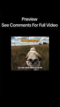 The Shih Tzu Almost Went Extinct - Only 14 Survived!