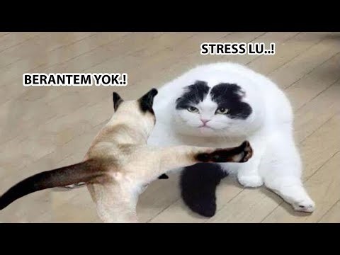 TAHAN TAWA.!😂 8 Menit Video Kucing Lucu Banget Bikin Ngakak Terbaru 2024 ~ Kucing Tiktok Lucu