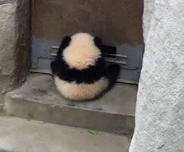 He's a ninja! | Oh Epic