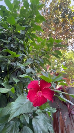 First hibiscus flower after trimming #shortvideo #shorts #trending #flowers #dailyvlog #news