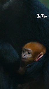 27K views · 526 reactions | A bright orange, endangered baby monkey...