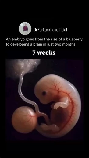 DR. FURKAN F. KHAN on Instagram: "This video offers a captivating look at the key stages of human embryonic development—from fertilization to the early formation of organs. It begins with a single-cell zygote and follows its journey through rapid cell division, implantation in the uterine wall, and the formation of the blastocyst. As development continues, the animation highlights major biological milestones such as gastrulation, germ layer formation, cell differentiation, and the emergence of p
