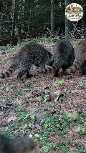 Playful Baby Raccoons Explore the Forest | New Hampshire Wildlife