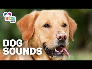 Animal Sounds for Kids - Dog sounds (Woof)