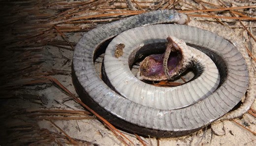 Why this snake pretends to die when threatened