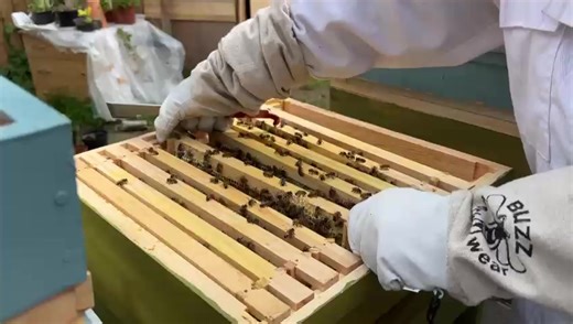 Bees Bounty UK – Pure, Raw Honey from the Heart of the English Countryside 🇬🇧 Hello! I’m Adel, a dedicated beekeeper based in the rural landscapes of England 🐝 Every jar of honey I offer is the result of my direct work with hardworking bees — no middlemen, just love, care, and respect for nature. 🌿 In this video, step into the real world of bees 🎥 See how authentic raw honey is truly made 🛒 And if you’re looking for raw honey, bee pollen, or royal jelly, you can order directly from me! 📞 