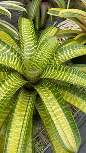 9.2K views · 378 reactions | Varieti Vriesea yang ‘Variegated’ | Dato Syed Elias | Facebook