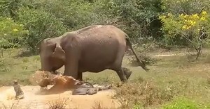 Watch: Mother elephant fights off crocodile hiding in muddy pool as it tries to attack her baby