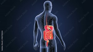 Digestive System with CS