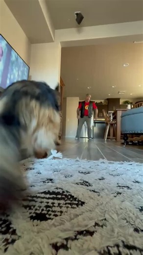 19 reactions | #german Shepard tricks | Jeff Miller | Facebook