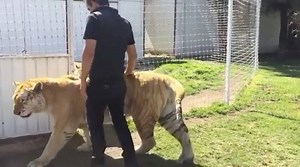 188K views · 718 shares | For months I sat for hours almost everyday...