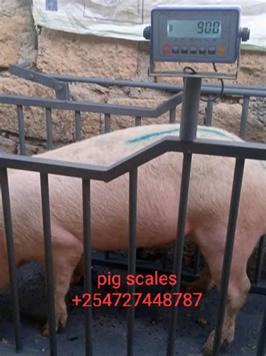 Efficient Pig Weighing Scale for Easy Livestock Management