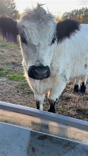 1.5K views · 52 reactions | Chilly fall mornings, warm cow noses, and all the peaceful farm feels.  | Schomaker Farms | Facebook