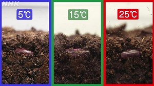 種の発芽と温度の条件 | NHK for School