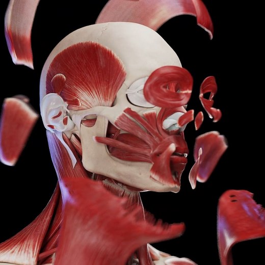 SciePro | Bring expressions to life with our 3D model of the facial muscles. A perfect tool for medical students, illustrators, and animators. Learn... | Instagram