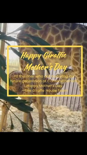 26 reactions | Giraffe House Wildlife Awareness Centre on Reels | Facebook