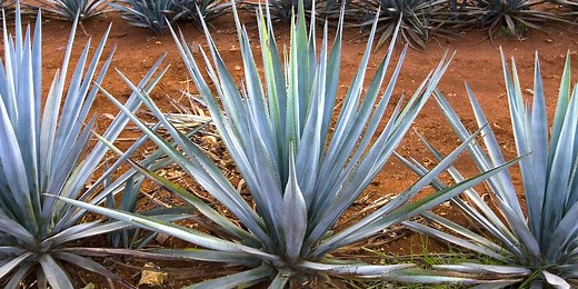 Estadísticas de producción de agave en México - Blog Agricultura
