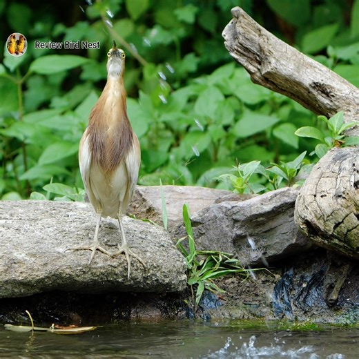 9.6K views · 150 reactions | So Cute Javan pond heron Bird | Review Bird Nest | Facebook