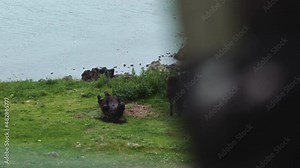 Shetland Pony in Shetland rolling in grass pasture next to the sea with rocks in background
