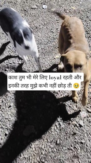 street dogs feeding daily routine #dog #dogs #dogsofyoutube #streetdog