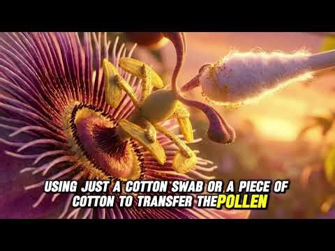 Make the passion fruit produce fruit