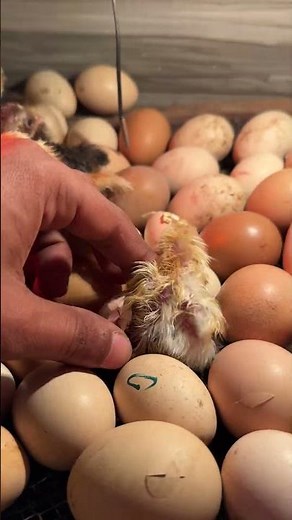 Tiny Eggs, BIG Surprise — You Won’t Believe This Hatch Explosion!