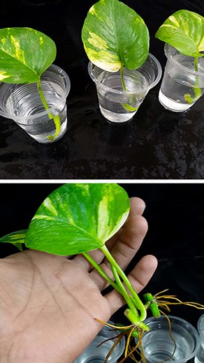 34K views · 188 reactions | Propagation money plant tree from leaves with honey | Rana Craft | Facebook