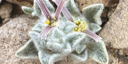 Fuzzy new 'wooly devil' plant species discovered at Texas national park