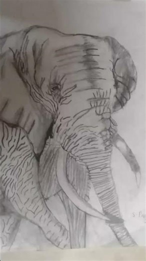 #elephant pencil shading