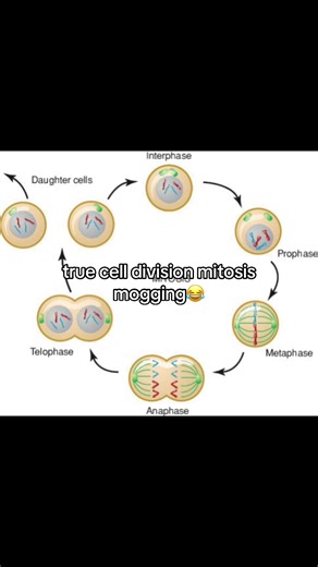 Understanding Cell Division: Mitosis vs. Meiosis