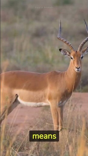 Impalas - Graceful Animals