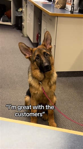 Meet Udo: Our Friendly Receptionist at the Animal Hospital