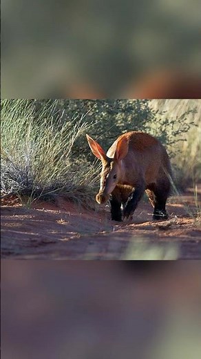 The Aardvark: Africa’s Underground Forager