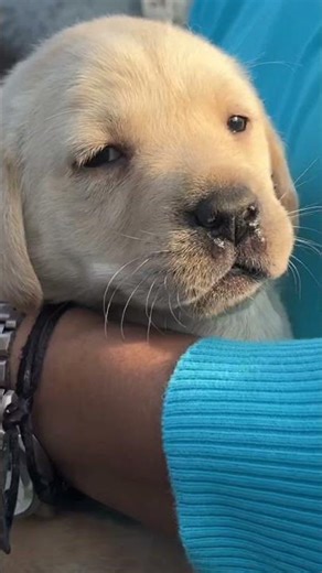 Wait till end 😍🐶