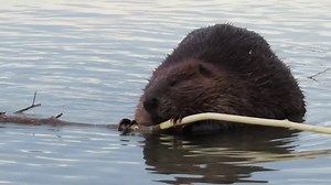 Join me for an evening of watching beavers! 😀😀😀. Doing something different today. Usually these longer beaver videos only go on my YouTube Channel and I share short clips on Facebook. In this video, I invite my Facebook Page followers to enjoy my evening last night. I found ChewBarke after he had gathered dinner, then over the next 45 minutes 4 more beavers joined in. Hope you enjoy it. ❤️❤️❤️ | Mike’s photos and videos of beavers