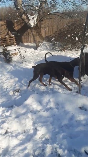 Luca & Nova #flying #snow 💩 #dobermann