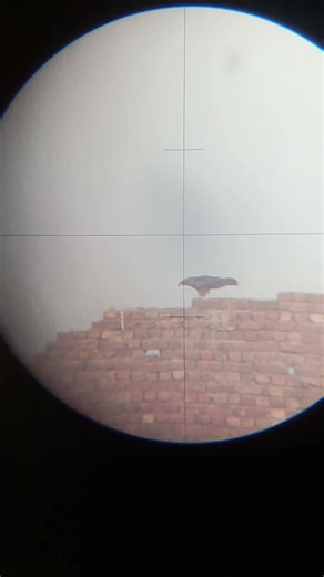 Telescope eagle 🦅, See eagle by telescope #photography #birdwatching #camera