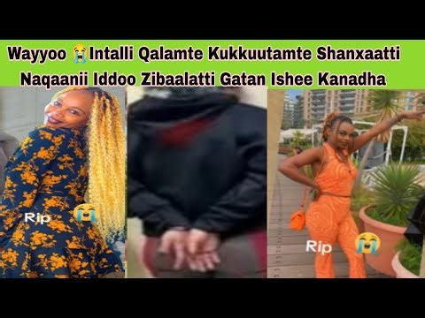 Intalli Qalamte Kukkuutamte Shanxaatti Naqaanii Iddoo Zibaalatti Gatan Ishee Kanadha 😭