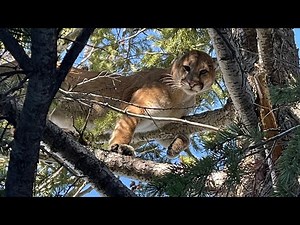 Utah Mountain Lion Hunt with Hounds | Treed and Freed Tom