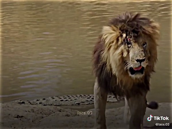 #scarfaceleon #leon | scarface vs hippo