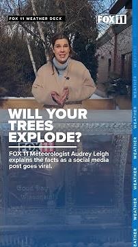 Trees will explode in extreme cold, viral social media post claims. Here are the facts