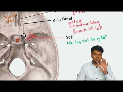 Anatomy of skull base foramen and structure passing through it