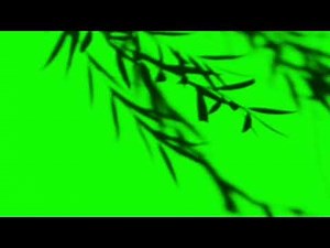 Tree 🎄 Shadow Green Screen Video Effect Green Screen Video 🌲