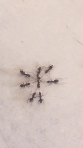 790K views · 4.4K reactions | What y’all think this ant did to deserve this type of torture??? In my humble opinion… He was probably a pedo in the ant world, because ants are usually very loving. | Racquel Nicholson | Facebook
