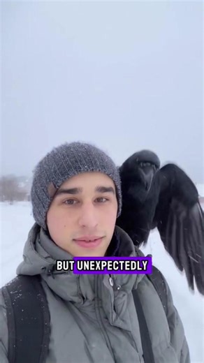Rescued Clever Crow Becomes Surprise Helper in Life