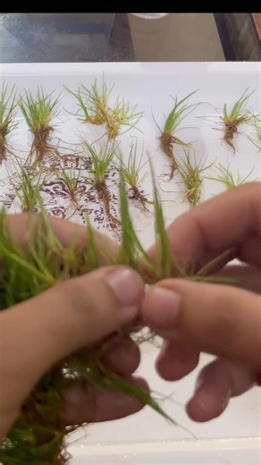 Tissue Culture Plants Itne Mehange Kyun? #shorts #aquascape #aquarium #ytshorts #plantedtank #fish