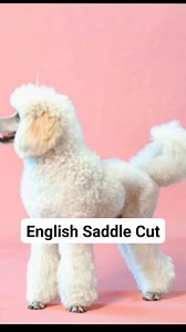 ✂️🐩 POODLE HAIRCUT SHOWCASE — WHICH STYLE IS YOUR FAVOURITE? 🐩✂️ From elegant to sporty to downright fabulous — poodle haircuts are a whole art form! 😍 Today we’re featuring four stunning poodle clips that never go out of style: ✨ The English Saddle Clip Classic, refined, and full of show-ring elegance! Similar to the Continental but with a sportier flair — graceful, stylish, and timeless. 🏔️ The Scandinavian Clip Sleek, balanced, and beautifully modern. Known for its clean lines and rounded